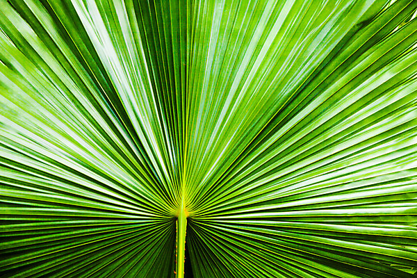 포토 JPG 해외이미지 모양 식물 줄기 백그라운드 잎 패턴 자연 표면 손바닥 사람없음 야외 세로 초록색 정원 줄무늬 나뭇가지 부채 황무지 보호 숲 묘사 질감 내추럴 방사형 오해 해외202004 해외포토 나무 손 컬러 컨셉 무늬 생태계 파일형식 이미지허브