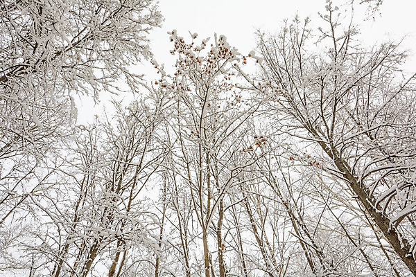 포토 JPG 해외이미지 나무 구름 계절 단풍 겨울 자연 날씨 풍경 사람없음 추위 나뭇가지 소나무 숲 서리 자작나무 가문비나무 해외202004 해외포토 자연요소 식물 잎 생태계 파일형식 이미지허브