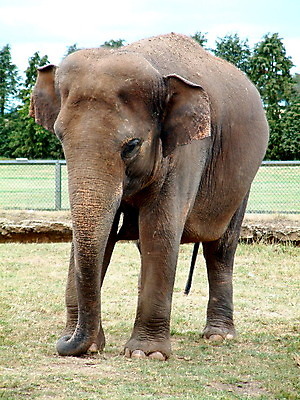 포토 JPG 해외이미지 동물 야생동물 포유류 코끼리 동물원 동양인 성인 사람없음 울타리 갈색 회색 작음 큼 인도인 먹기 귀 거인 해외202004 해외포토 외국인 컬러 모션 사람 인종 신체부위 담장 크기 파일형식 이미지허브