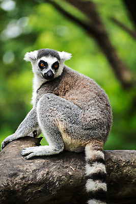 포토 JPG 해외이미지 동물 공원 야생동물 포유류 아프리카 자연 사람없음 정원 검은색 흰색 원숭이 보호 숲 열대우림 땅 꼬리 멸종 여우원숭이 전국 해외202004 해외포토 공공시설 나라 컬러 컨셉 생태계 파일형식 이미지허브