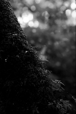 포토 JPG 해외이미지 식물 여행 태국 산 이끼 사람없음 관광지 고요 내추럴 해외202004 해외포토 아시아 파일형식 이미지허브