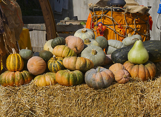 포토 JPG 해외이미지 계절 줄기 잎 채소 오렌지 자연 호박 사람없음 장식 농작물 노란색 축제 할로윈 수확 가을 볏짚 11월 양동이 심볼 박 스쿼시 10월 해외202004 해외포토 식물 스포츠 컬러 농업 과일 구기 날짜 짚 생태계 파일형식 이미지허브