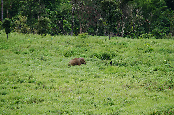 포토 JPG 해외이미지 나무 식물 아시아 도로 여행 백그라운드 낙엽 잎 자연 아침 산 풍경 사람없음 야외 초록색 여름 태양 환경 침묵 트래킹 안개 성장 시골 소나무 숲 뿌리 장면 지역 굴곡 방법 파라다이스 해외202004 해외포토 주간 자연요소 계절 나라 길 컬러 교통시설 레저 날씨 소리 생태계 파일형식 이미지허브
