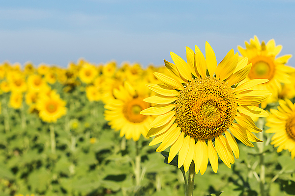 포토 JPG 해외이미지 식물 외관 계절 꽃잎 꽃 줄기 잎 꽃무늬 밭 농업 자연 하늘 해바라기 씨앗 풍경 사람없음 야외 초록색 여름 파란색 햇빛 태양 성장 벚꽃 시골 개화 닫기 땅 내추럴 카피스페이스 해외202004 해외포토 자연요소 산업 컬러 무늬 모션 공백 생태계 파일형식 이미지허브
