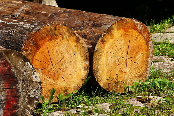 포토 JPG 해외이미지 나무 산업 사람없음 야외 목재 초록색 갈색 쌓기 환경 원형 횡단보도 숲 장작 날것 통나무 나무껍질 자원 흙더미 톱질 해외202004 해외포토 도형 식물 컬러 재료 모션 흙 껍질 보행로 파일형식 더미 이미지허브