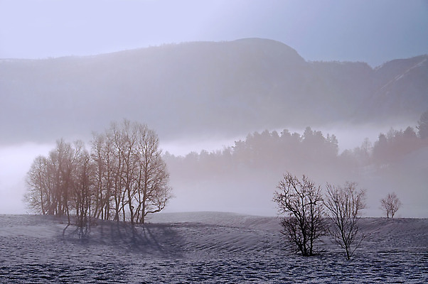 포토 JPG 해외이미지 나무 겨울 아침 산 풍경 사람없음 태양 안개 언덕 속도 장면 해외202004 해외포토 주간 자연요소 식물 계절 날씨 파일형식 이미지허브