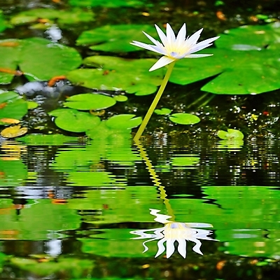 포토 JPG 해외이미지 식물 계절 꽃 호수 잎 꽃무늬 자연 사람없음 야외 초록색 물 반사 정원 벚꽃 흰색 연못 해외202004 해외포토 자연요소 컬러 무늬 생태계 파일형식 이미지허브