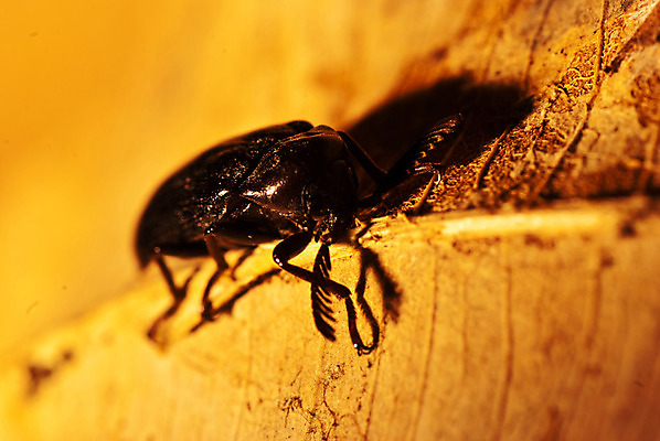 포토 JPG 해외이미지 동물 1 여자 남자 야생동물 음식 곤충 백그라운드 잎 패턴 자연 추상 뿔 안테나 사람없음 장식 빨간색 초록색 갈색 검은색 어둠 힘 껍질 흰색 닫기 벌레 작음 큼 딱정벌레 고립 양발 해외202004 해외포토 식물 컬러 무늬 통신 모션 사람 크기 생태계 파일형식 이미지허브