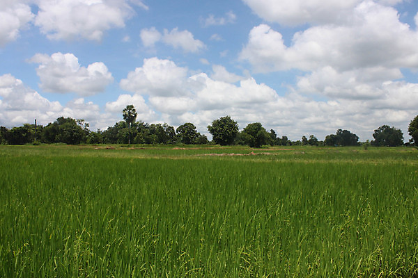포토 JPG 해외이미지 식물 아시아 문화 선 음식 여행 패턴 농업 자연 밥 휴가 산 동양인 풍경 사람없음 야외 초록색 물 농작물 농장 평화 계곡 수확 성장 시골 숲 낟알 땅 언덕 유기농 발리 인도네시아 계단식 동쪽 단계 논밭 밭일 해외202004 해외포토 자연요소 웰빙 나라 산업 컬러 섬 컨셉 무늬 밭 논 인종 방향 생태계 파일형식 이미지허브