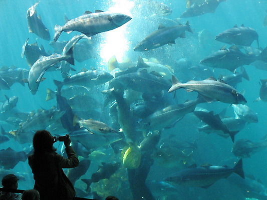 포토 JPG 해외이미지 여자 남자 실루엣 어린이 실내 어류 소년 성인 세명 파란색 수중 잠수부 물거품 수족관 잠수복 아쿠아리움 해외202004 해외포토 옷 컬러 촬영기법 사람 내부 수중동물 거품 전문직 파일형식 이미지허브