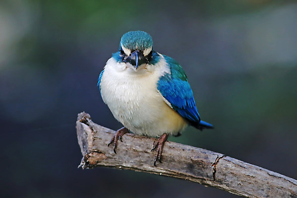 포토 JPG 해외이미지 나무 동물 여자 남자 아시아 얼굴 야생동물 백그라운드 날개 태국 자연 조류 사람없음 야외 목재 가로 초록색 컬러풀 머리 환경 나뭇가지 막대기 닫기 숲 깃털 꼬리 부리 서식지 물총새 생태학 해외202004 해외포토 식물 교육 나라 컬러 재료 모션 사람 신체부위 생태계 파일형식 이미지허브
