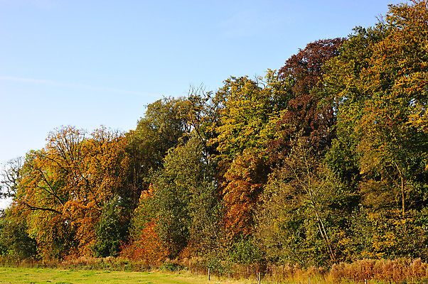 포토 JPG 해외이미지 나무 계절 잎 사람없음 빨간색 초록색 컬러풀 노란색 가을 숲 해외202004 해외포토 식물 컬러 파일형식 이미지허브