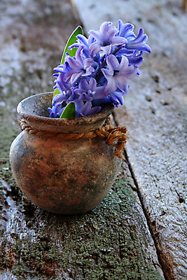 포토 JPG 해외이미지 꽃잎 꽃 잎 꽃무늬 자연 사람없음 목재 물 꽃병 봄 젖음 물방울 시골 개화 질감 향기 옛날 히아신스 해외202004 해외포토 자연요소 나무 식물 계절 무늬 재료 생태계 냄새 파일형식 이미지허브