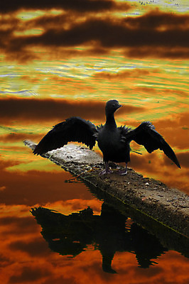 포토 JPG 해외이미지 호수 날개 자연 조류 아침 사람없음 물 강 반사 스트레칭 황혼 새벽 저녁 강가 내추럴 해외202004 해외포토 주간 자연요소 동물 운동 일몰 야간 생태계 파일형식 이미지허브