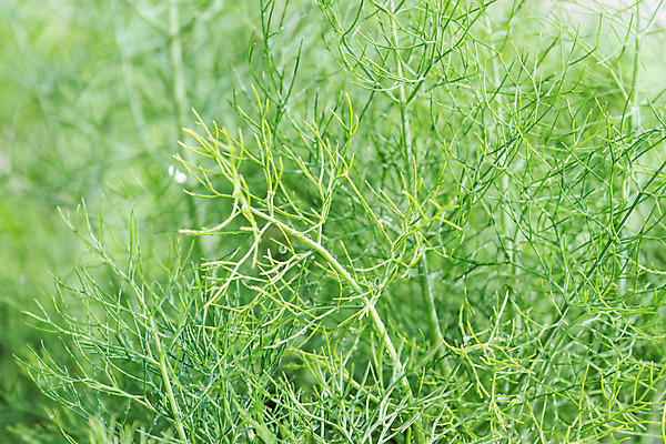 포토 JPG 해외이미지 식물 음식 백그라운드 잎 농업 다이어트 채소 재료 자연 휴식 파슬리 건강 요리 사람없음 치료 초록색 약 농장 정원 스파 샐러드 수확 성장 신선 양념 먹기 허브 향신료 유기농 원예 날것 아로마테라피 내추럴 고립 돌봄 밭일 백리향 에센스 오레가노 채식주의자 회향 해외202004 해외포토 웰빙 산업 컬러 컨셉 의학 모션 취미 화장품 생태계 채식 테라피 향미료 파일형식 이미지허브