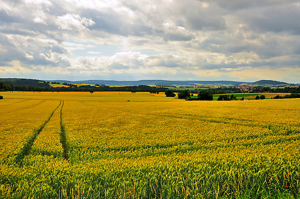 포토 JPG 해외이미지 나무 식물 구름 계절 도로 길 음식 백그라운드 밭 농업 자연 하늘 산 파노라마 씨앗 풍경 사람없음 야외 초록색 여름 파란색 농작물 햇빛 태양 농장 농경지 노란색 일출 일몰 봄 수확 성장 시골 황금 낟알 땅 시리얼 밀 보리 장면 내추럴 밭일 호밀 수평선 해외202004 해외포토 자연요소 산업 컬러 교통시설 곡류 촬영기법 노을 생태계 파일형식 이미지허브