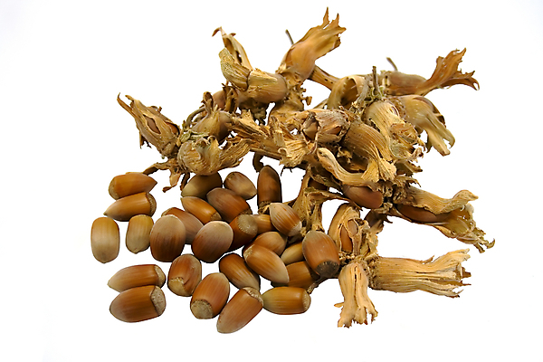 포토 JPG 해외이미지 계절 음식 백그라운드 다이어트 과일 재료 자연 건조 건강 씨앗 사람없음 갈색 크래커 견과류 수확 껍질 가을 흰색 신선 균열 닫기 달콤 맛 먹기 유기농 알맹이 내추럴 개암나무 고립 단백질 식용 어려움 핵심 헤이즐넛 해외202004 해외포토 나무 식물 웰빙 컬러 컨셉 농업 모션 쿠키 생태계 영양소 파일형식 이미지허브