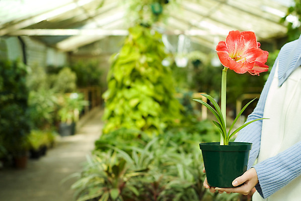 포토 JPG 해외이미지 식물 손 디자인 계절 꽃 화분 화초 잎 자연 실내 한명 들기 사람 취미 옆모습 빨간색 초록색 잡기 꽃집 원예 팔 돌봄 모종 심기 온실 많음 해외202004 해외포토 1 뷰포인트 컬러 컨셉 모션 내부 신체부위 상점 생태계 파일형식 이미지허브