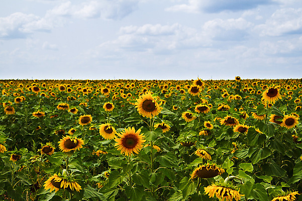 포토 JPG 해외이미지 식물 구름 꽃 잎 밭 농업 자연 하늘 해바라기 풍경 사람없음 야외 초록색 여름 파란색 농작물 햇빛 노란색 머리 성장 시골 해외202004 해외포토 자연요소 계절 산업 컬러 신체부위 태양 생태계 파일형식 이미지허브