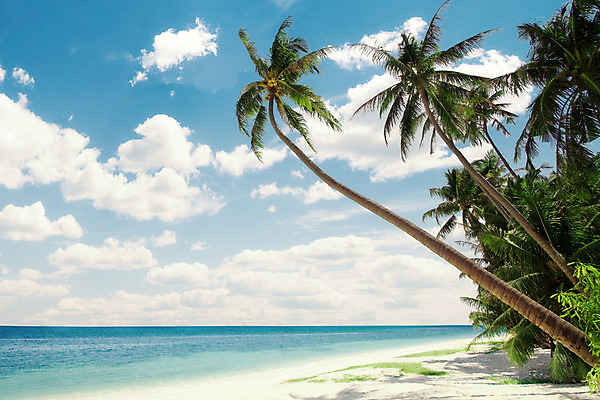 포토 JPG 해외이미지 식물 모래 바다 섬 여행 하늘색 잎 태국 자연 하늘 휴가 휴식 손바닥 사람없음 태양 수영 침묵 기쁨 만 휴게실 선탠 크루즈 휴양지 몰디브 파라다이스 해외202004 해외포토 자연요소 손 감정 아시아 컨셉 배_교통 파란색 소리 장소 수상스포츠 생태계 파일형식 이미지허브