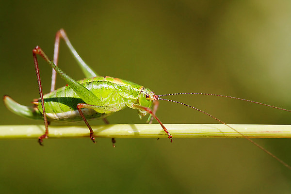 포토 JPG 해외이미지 동물 야생동물 곤충 백그라운드 잎 자연 안테나 잔디 사람없음 초록색 여름 머리 정원 점프 닫기 해충 벌레 큼 묘사 생물학 메뚜기 귀뚜라미 동물상 양발 오싹 해외202004 해외포토 식물 계절 교육 컬러 통신 모션 신체부위 조형물 크기 생태계 파일형식 이미지허브