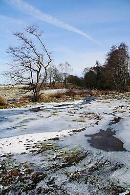 포토 JPG 해외이미지 나무 계절 겨울 자연 풍경 사람없음 물 냉동 얼음 개울 겨울풍경 해외202004 해외포토 자연요소 식물 강 생태계 파일형식 이미지허브
