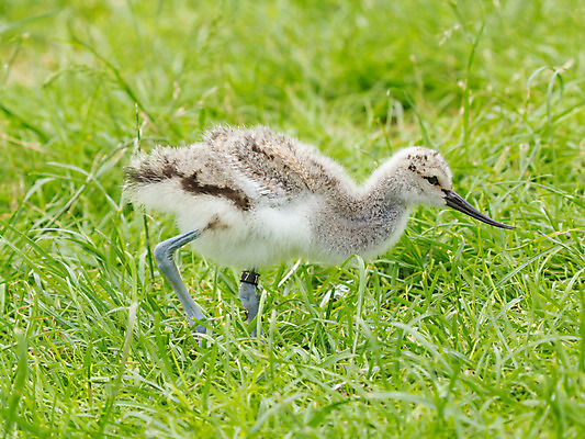 포토 JPG 해외이미지 동물 척추동물 야생동물 날개 자연 조류 동물원 사람없음 컬러풀 검은색 흰색 반지 습지 네덜란드 부리 물새 동물상 해외202004 해외포토 유럽 컬러 장신구 조형물 생태계 파일형식 이미지허브