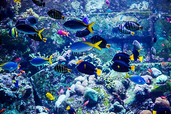 포토 JPG 해외이미지 야생동물 바다 학교 자연 선반 어류 풍경 사람없음 빨간색 물 정원 바닷속 수중 산호 큼 쇼핑몰 아래 다이빙 하와이 암초 수족관 폴리네시아 제비 석호 몰디브 스펀지 깊이 두바이 식민지 아랍어 이국적 생존 많음 해외202004 해외포토 자연요소 동물 교육 아시아 컬러 가구 컨셉 조류 수영 미국 수중동물 오세아니아 자포동물 크기 방향 생태계 위치 아랍에미리트 수중스포츠 파일형식 이미지허브