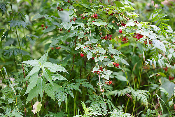 포토 JPG 해외이미지 식물 열매 자연 사람없음 야외 가로 빨간색 초록색 여름 작음 유기농 산딸기 부드러움 내추럴 떠남 숙성 많음 해외202004 해외포토 웰빙 계절 컬러 컨셉 과일 모션 감각 크기 생태계 파일형식 이미지허브