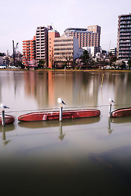 포토 JPG 해외이미지 동물 꽃 아시아 여행 자연 갈매기 휴가 사람없음 관광지 빛 일본 고요 벚꽃 연못 도쿄 내추럴 해외202004 해외포토 식물 나라 조류 생태계 파일형식 이미지허브