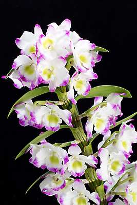 포토 JPG 해외이미지 식물 꽃잎 꽃 화초 줄기 분홍색 겨울 꽃무늬 자연 주택 실내 사탕 사람없음 옆모습 초록색 환경 검은색 봄 흰색 나뭇가지 난초 달콤 보호 순수 잡종 고립 생태학 이국적 해외202004 해외포토 나무 계절 교육 뷰포인트 컬러 컨셉 무늬 디저트 내부 건물 맛 생태계 파일형식 이미지허브