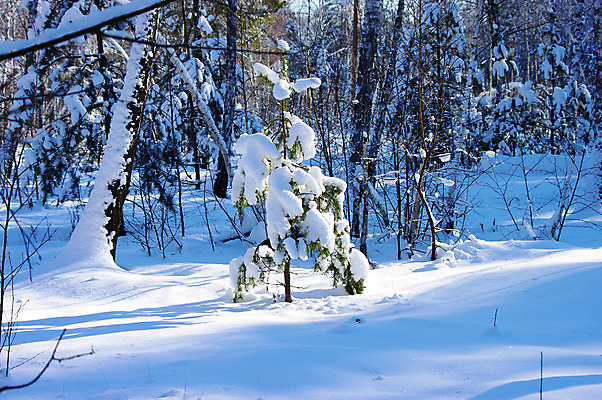 포토 JPG 해외이미지 나무 식물 계절 크리스마스 겨울 자연 하늘 날씨 풍경 사람없음 야외 초록색 환경 냉동 얼음 침묵 고요 추위 흰색 소나무 숲 시원함 서리 상록수 침엽수 솜털 전나무 원뿔 생태학 눈내림 가문비나무 해외202004 해외포토 자연요소 도형 교육 기념일 컬러 눈_날씨 소리 생태계 파일형식 이미지허브