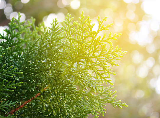 포토 JPG 해외이미지 나무 식물 구름 실루엣 백그라운드 잎 크리스마스 오렌지 하늘 추상 새로움 사람없음 야외 목재 아웃포커스 빨간색 초록색 파란색 빛 노란색 일출 일몰 새벽 광선 나뭇가지 신선 소나무 서핑 닫기 소프트포커스 숲 연도 보케 파열 블러 해외202004 해외포토 자연요소 기념일 컬러 컨셉 무늬 과일 재료 모션 촬영기법 노을 수상스포츠 파일형식 이미지허브