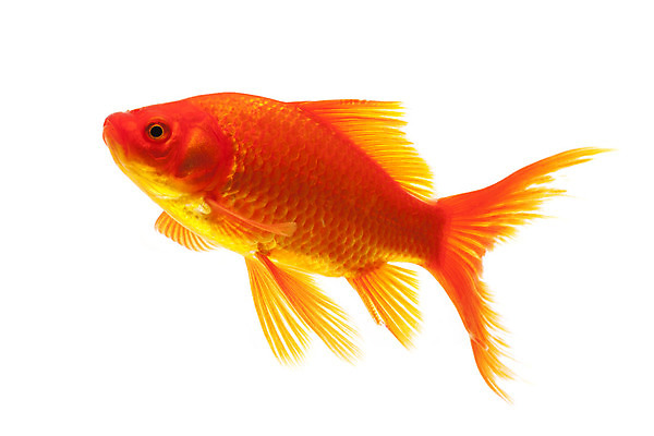포토 JPG 해외이미지 동물 오렌지 어류 사람없음 빨간색 물 반려동물 컬러풀 노란색 수중 가축 신선 흰배경 금붕어 고립 카피스페이스 해외202004 해외포토 자연요소 컬러 백그라운드 과일 수중동물 공백 흰색 파일형식 이미지허브