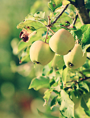 포토 JPG 해외이미지 나무 계절 잎 농업 과일 자연 건강 사람없음 야외 초록색 여름 농작물 햇빛 농장 정원 수확 성장 가을 나뭇가지 시골 신선 그룹 사과 과수원 다발 유기농 원예 날것 부드러움 내추럴 밭일 숙성 채식주의자 해외202004 해외포토 식물 웰빙 산업 컬러 취미 태양 감각 생태계 채식 파일형식 이미지허브