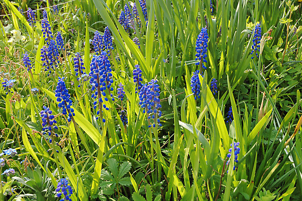 포토 JPG 해외이미지 계절 꽃 유럽 자연 사람없음 야외 정원 보라색 봄 성장 해외202004 해외포토 식물 나라 컬러 생태계 파일형식 이미지허브