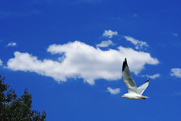 포토 JPG 해외이미지 동물 야생동물 바다 날개 자연 갈매기 조류 하늘 사람없음 물 흰색 깃털 부리 해외202004 해외포토 자연요소 컬러 생태계 파일형식 이미지허브
