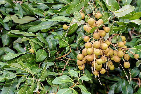 포토 JPG 해외이미지 나무 식물 계절 아시아 음식 꽃다발 잎 농업 과일 태국 자연 디저트 매달리기 사람없음 야외 초록색 농장 정원 농사 수확 성장 나뭇가지 신선 그룹 과수원 다발 내추럴 숙성 해외202004 해외포토 꽃 나라 산업 컬러 모션 생태계 파일형식 이미지허브