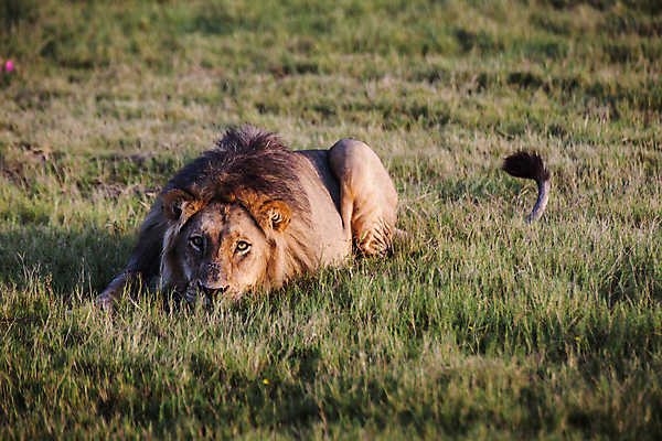 포토 JPG 해외이미지 야생동물 사람없음 고양이 사자 육식동물 남아프리카 해외202004 해외포토 동물 포유류 아프리카 반려동물 파일형식 이미지허브