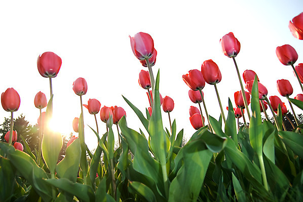 포토 JPG 해외이미지 식물 계절 공원 꽃 꽃다발 백그라운드 잎 꽃무늬 밭 자연 휴가 부활절 발렌타인데이 사랑 사람없음 야외 빨간색 초록색 파란색 컬러풀 햇빛 태양 정원 봄 튤립 벚꽃 광선 축하 신선 닫기 5월 꽃집 엽서 내추럴 강렬 블러 해외202004 해외포토 자연요소 공공시설 기념일 감정 컬러 컨셉 무늬 농업 모션 데이이벤트 상점 날짜 편지 생태계 파일형식 이미지허브