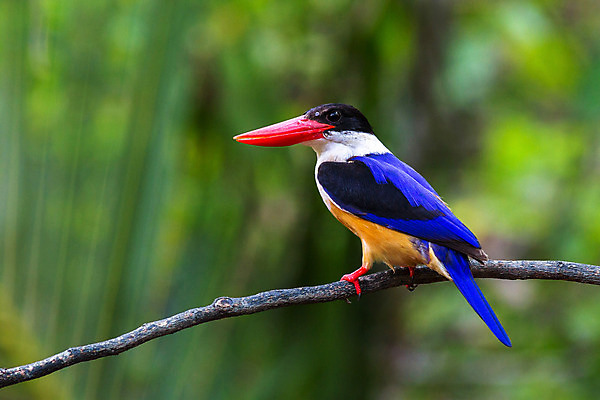 포토 JPG 해외이미지 동물 응시 아시아 야생동물 태국 자연 조류 생물 어류 서기 동양인 사람없음 야외 빨간색 초록색 파란색 컬러풀 햇빛 머리 환경 검은색 흰색 나뭇가지 황무지 보호 숲 열대우림 깃털 부리 사냥꾼 내추럴 물총새 해외202004 해외포토 나무 직업 시선 나라 컬러 컨셉 모션 인종 신체부위 태양 수중동물 생태계 파일형식 이미지허브