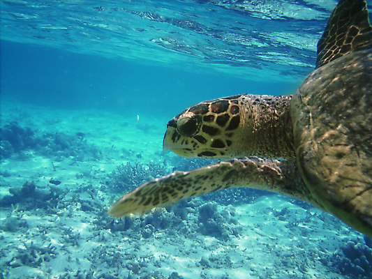 포토 JPG 해외이미지 동물 1 스포츠 바다 자연 표면 바닥 어류 사람없음 야외 초록색 물 파란색 바닷속 수중 수영 스노클링 산호 거북이 인도인 다이빙 암초 몰디브 등딱지 이국적 터키석 해외202004 해외포토 자연요소 외국인 아시아 컬러 파충류 동양인 수중동물 수상스포츠 자포동물 보석 생태계 수중스포츠 파일형식 이미지허브