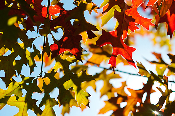 포토 JPG 해외이미지 나무 식물 계절 공원 백그라운드 단풍 잎 패턴 오렌지 자연 벽지 사람없음 야외 빨간색 컬러풀 태양 노란색 환경 활발 가을 황금 숲 9월 묘사 질감 10월 내추럴 해외202004 해외포토 자연요소 공공시설 컬러 컨셉 무늬 과일 날짜 생태계 파일형식 이미지허브