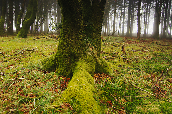 포토 JPG 해외이미지 나무 식물 유럽 영국 잉글랜드 이끼 사람없음 목재 초록색 숲 다트무어 해외202004 해외포토 나라 컬러 재료 파일형식 이미지허브