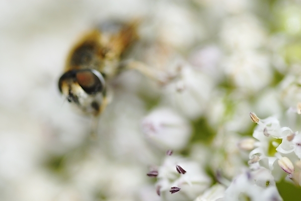 포토 JPG 해외이미지 식물 동물 1 꽃잎 꽃 야생동물 곤충 잎 꽃무늬 자연 사람없음 야외 컬러풀 노란색 정원 봄 줄무늬 활발 모임 벚꽃 업무 작업 수분 수집 싱글 유기농 꽃가루 노력 꿀 찌르기 내추럴 해외202004 해외포토 웰빙 계절 컬러 컨셉 무늬 모션 가루 생태계 파일형식 이미지허브