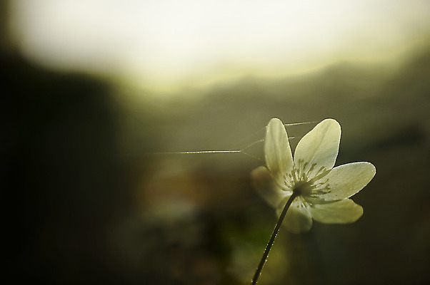포토 JPG 해외이미지 식물 1 꽃잎 꽃 백그라운드 잎 꽃무늬 자연 휴가 풍경 사람없음 야외 목재 초록색 햇빛 태양 정원 봄 들꽃 벚꽃 흰색 시골 숲 싱글 내추럴 아네모네 많음 해외202004 해외포토 자연요소 나무 계절 컬러 컨셉 무늬 재료 생태계 파일형식 이미지허브