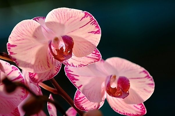 포토 JPG 해외이미지 식물 꽃잎 꽃 줄기 분홍색 잎 자연 사람없음 장식 초록색 정원 보라색 줄무늬 벚꽃 흰색 난초 우아함 허브 생태계 원예 생물학 향기 냄새 호접란 마카오 생태학 온실 해외202004 해외포토 교육 컬러 컨셉 무늬 취미 파일형식 이미지허브