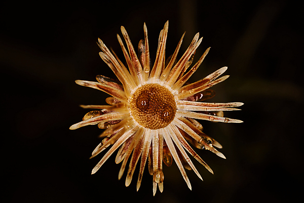 포토 JPG 해외이미지 식물 꽃 꽃무늬 오렌지 자연 검은배경 추상 사람없음 물 빛 어둠 슬픔 벚꽃 죽음 신비 마법 스타일 해외202004 해외포토 자연요소 감정 백그라운드 컨셉 무늬 과일 검은색 생태계 파일형식 이미지허브