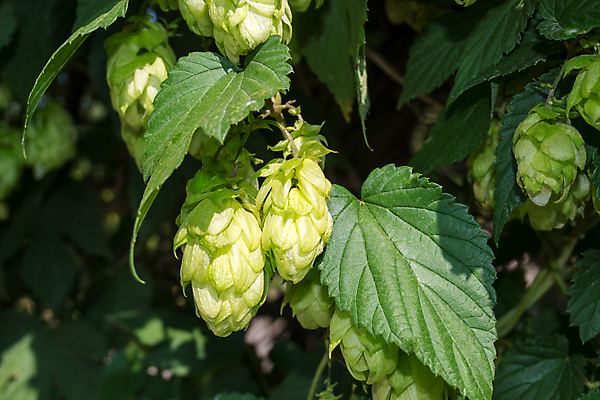 포토 JPG 해외이미지 주간 잎 그림자 사람없음 야외 아웃포커스 해외202004 홉 해외포토 자연요소 식물 촬영기법 파일형식 이미지허브