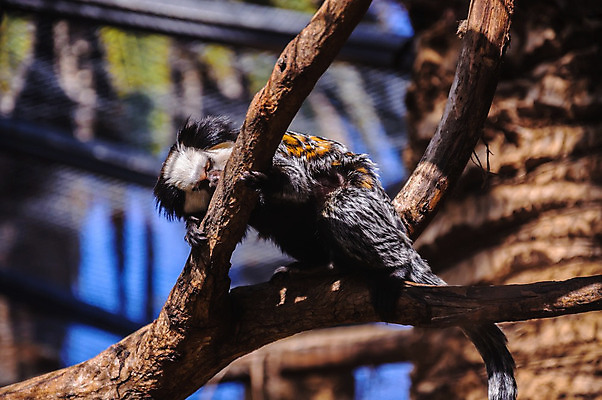 포토 JPG 해외이미지 주간 전신 나무 동물 응시 남자 야생동물 잎 포유류 자연 새로움 털 동물원 사람없음 가로 초록색 세계 갈색 나뭇가지 원숭이 숲 작음 해외202004 해외포토 자연요소 식물 시선 컬러 컨셉 사람 크기 생태계 파일형식 이미지허브